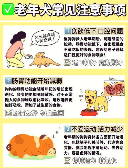 狗狗吃什么食物好