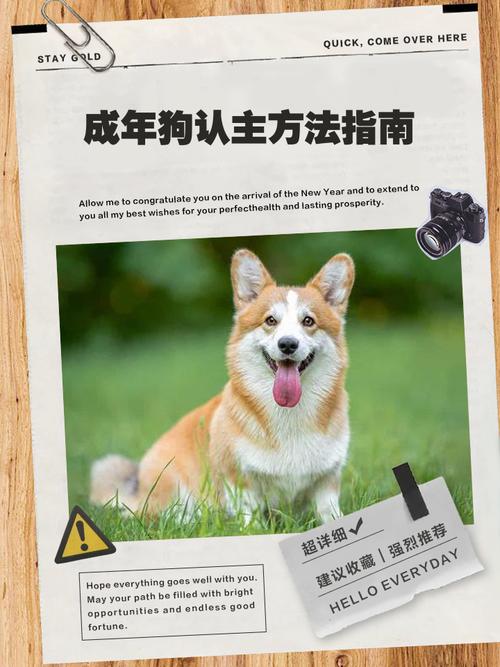 金毛几个月能听懂人说话