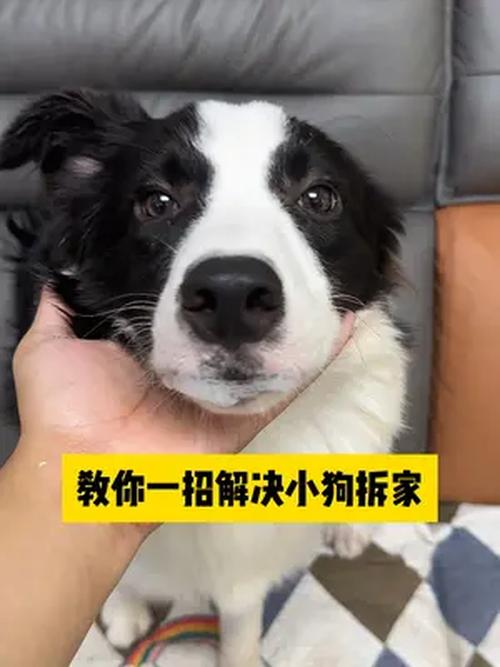 狗喜欢撕纸怎么办?