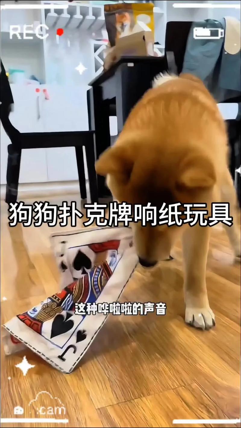 狗狗爱撕纸,主人骂都没用!究竟该怎么制止?