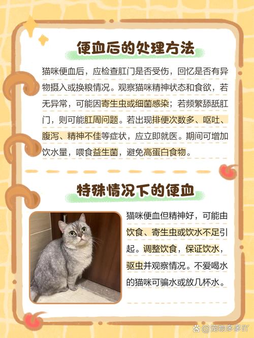 猫咪便血最快解决办法