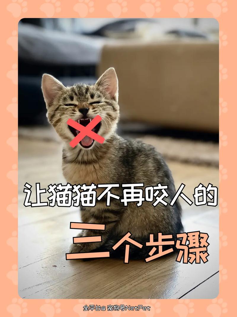 怎么让猫咪不咬人