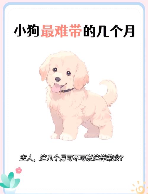 新手养狗|柯基饲养手册