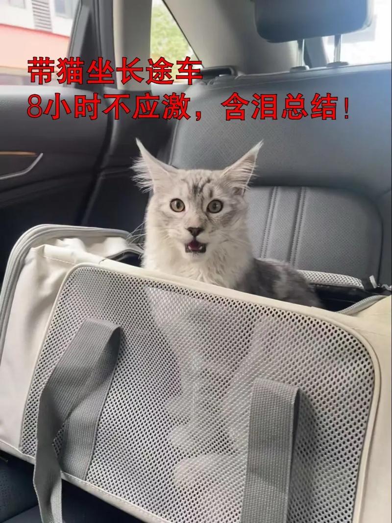 坐长途汽车可以带猫吗?