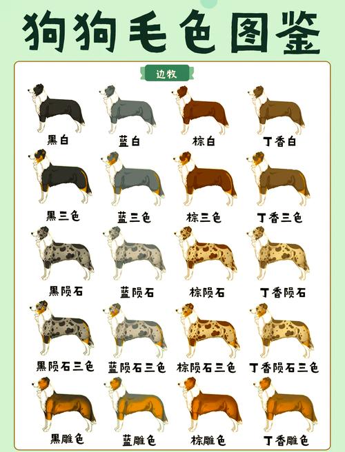 德国牧羊犬吃什么毛亮