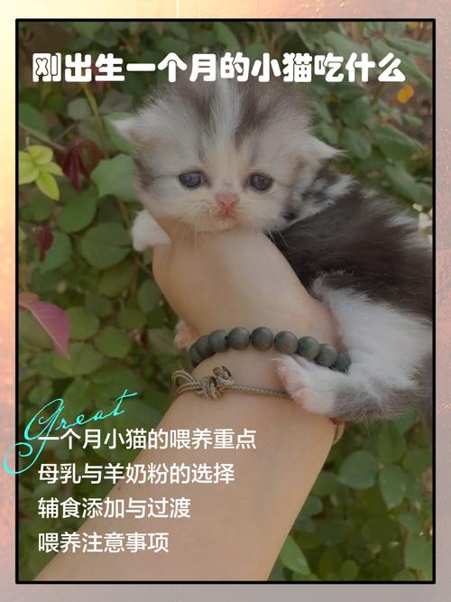 刚出生的猫咪吃什么