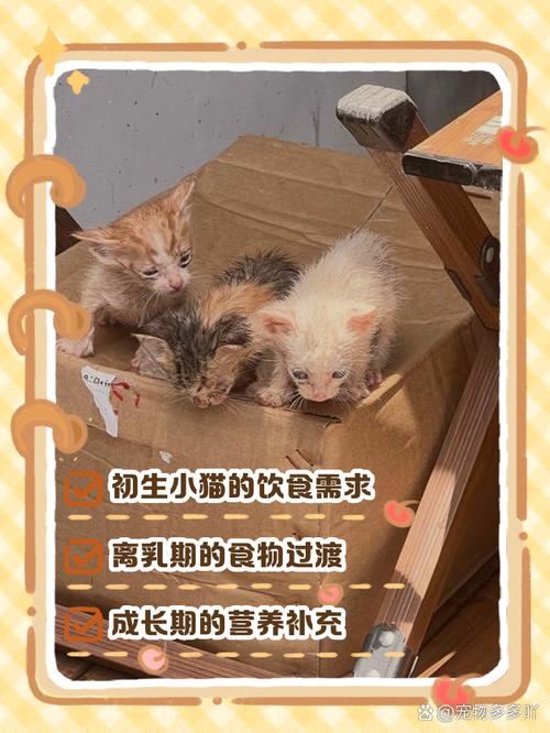 刚出生的猫可以吃什么食物
