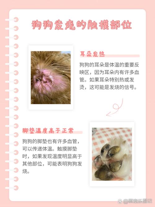 如何判断狗狗发烧?