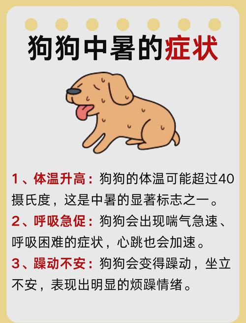 狗狗发烧如何测量体温?