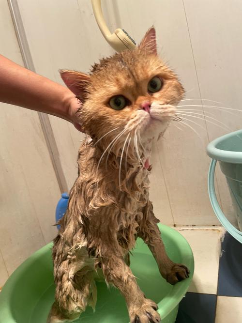 二个月小猫洗澡会死吗