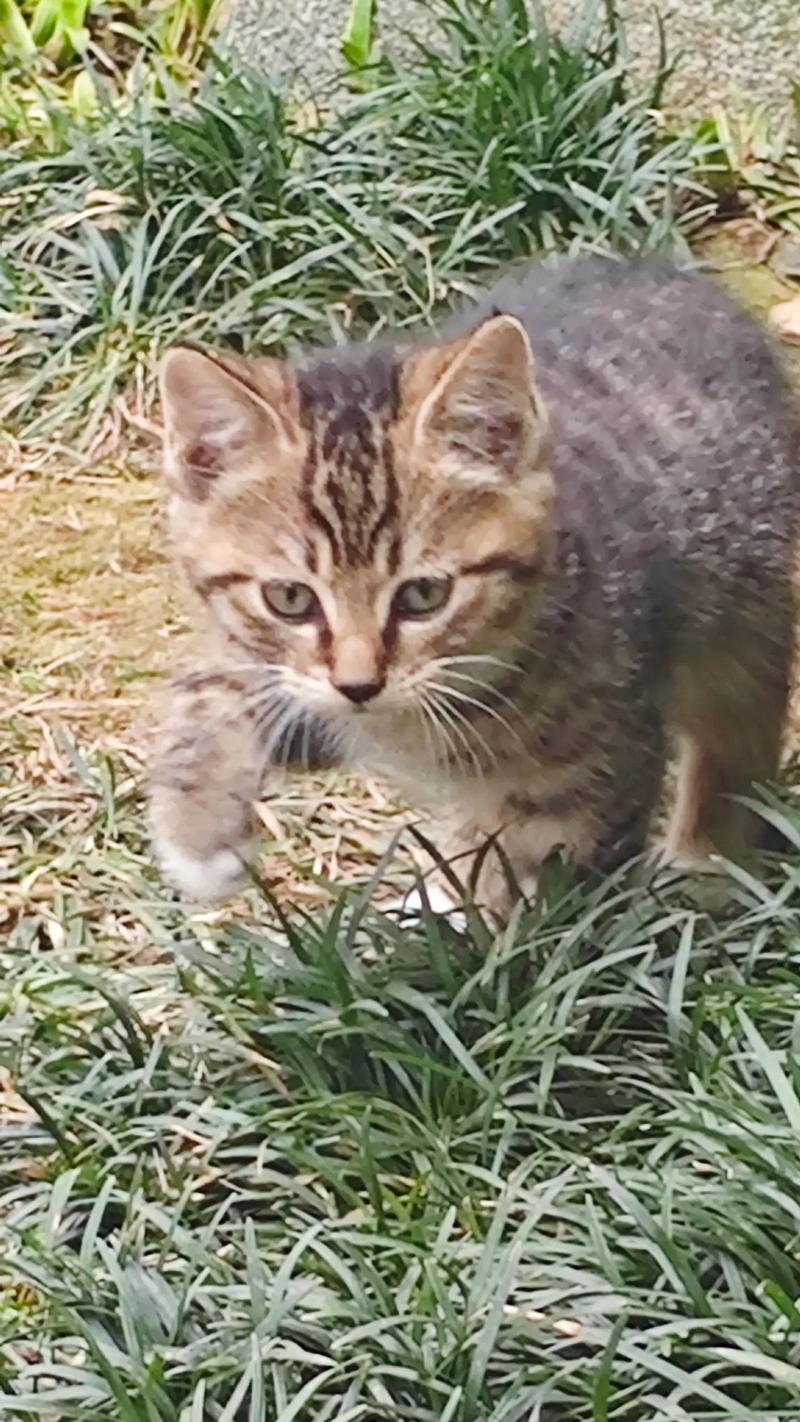 我捡了一只两个月左右的狸花猫,应该怎么喂养?能不能洗澡?没有喂养经验...