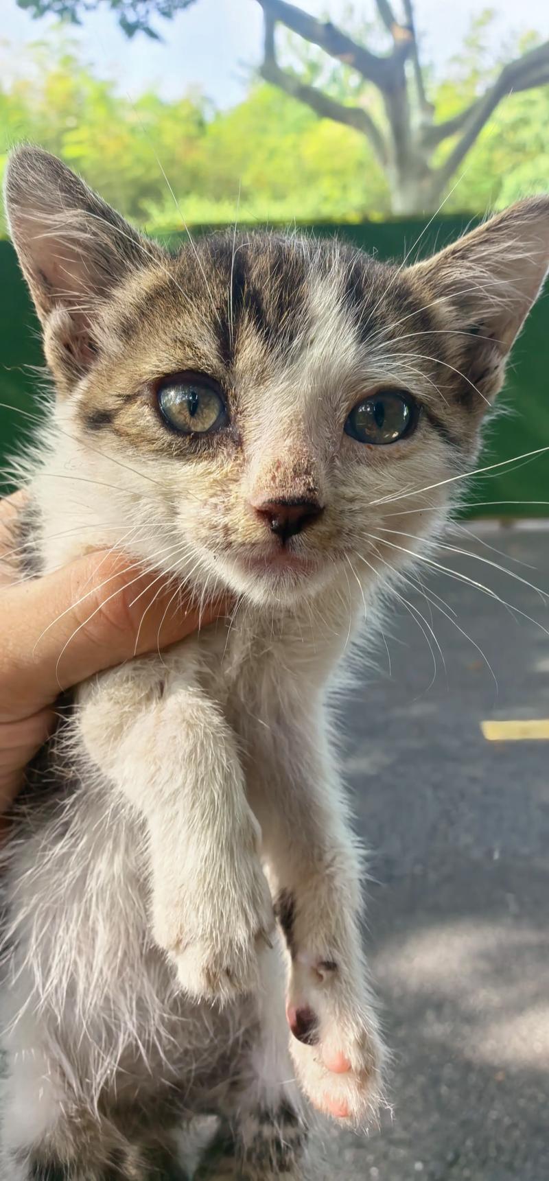 这种两个月猫咪怎么洗澡?