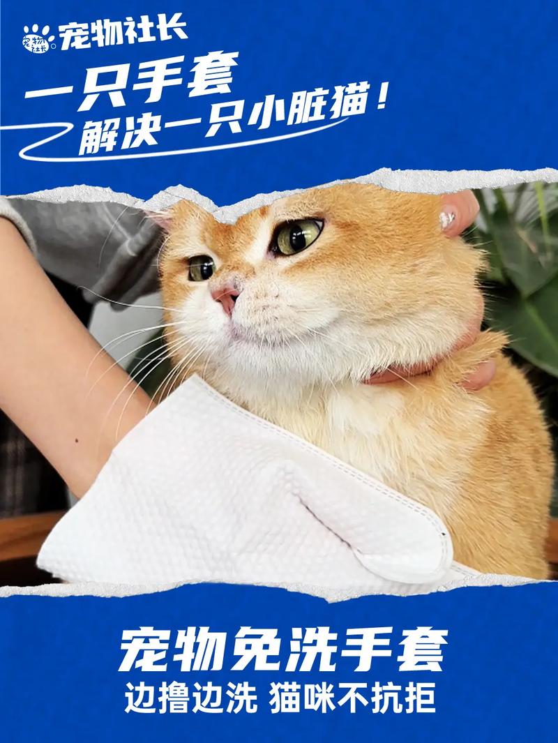 刚接回家的宠物猫不爱洗澡怎么办?