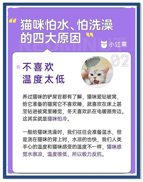 猫为什么不爱洗澡