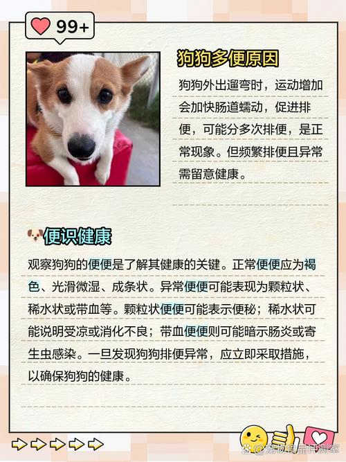 三个月狗狗吃完狗粮多久拉粑粑