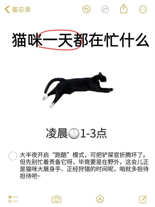 猫咪的作息时间是怎样的?