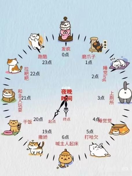 猫的作息时间是怎样
