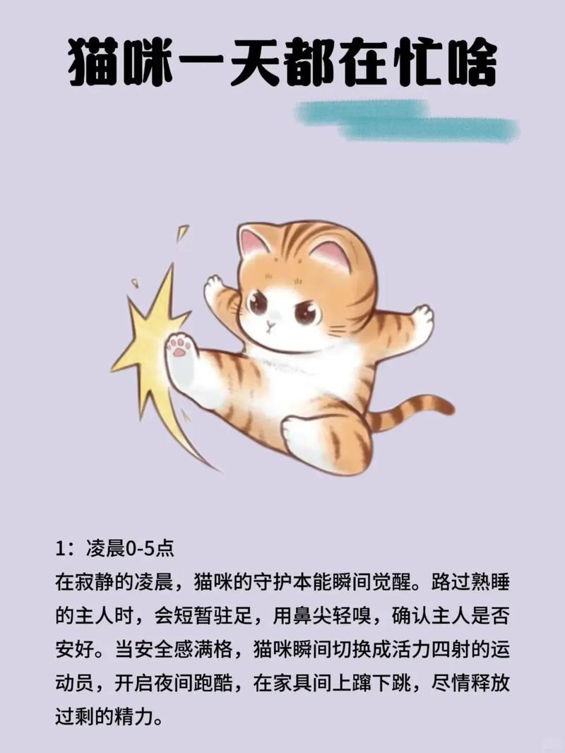 猫的作息时间表
