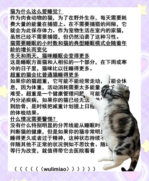 猫咪的作息是什么样的呢?