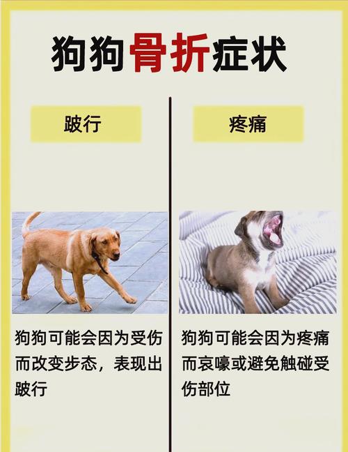 狗狗骨裂了能自愈吗