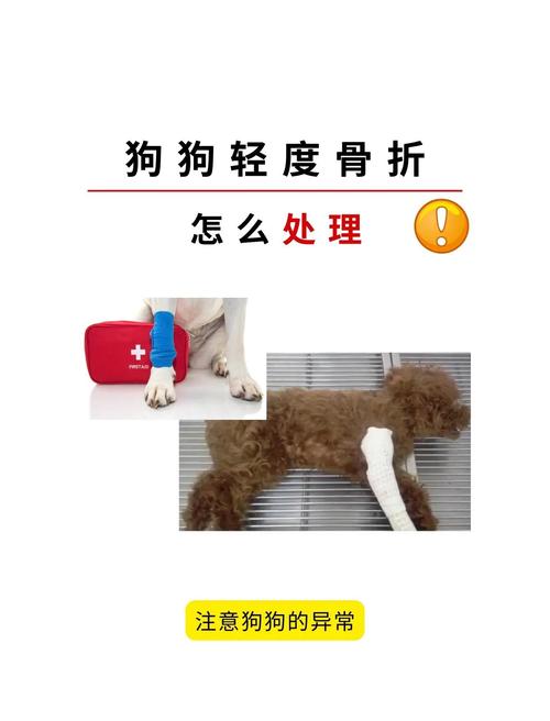 狗狗骨头断了会愈合嘛