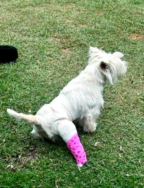 狗后腿骨折了能自愈吗