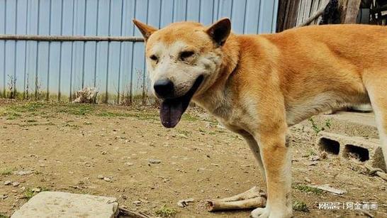 狗狗发情一般多少天?