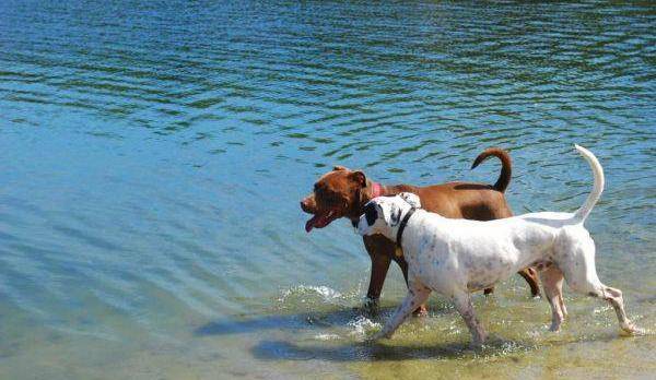 泰迪发情期要多长时间