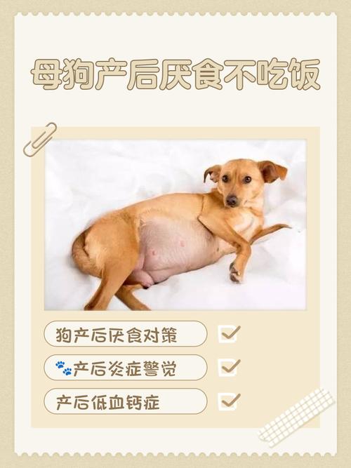 狗狗生产后不吃东西原因及处理方法