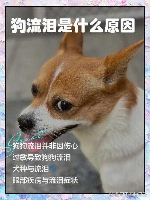 小狗狗哭不吃东西是为什么