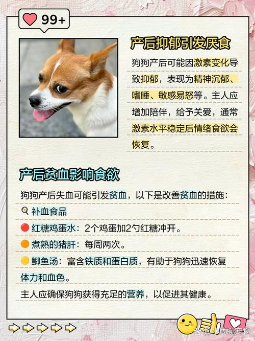 狗狗几天不吃东西没精神怎么办