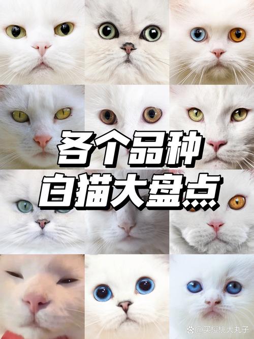 给小猫咪取名字叫什么好听