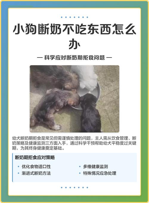 刚断奶的小狗怎么喂养?有哪些注意事项?