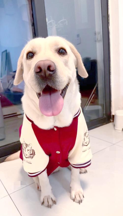 这几种狗,养上一只就不怕小偷上门!