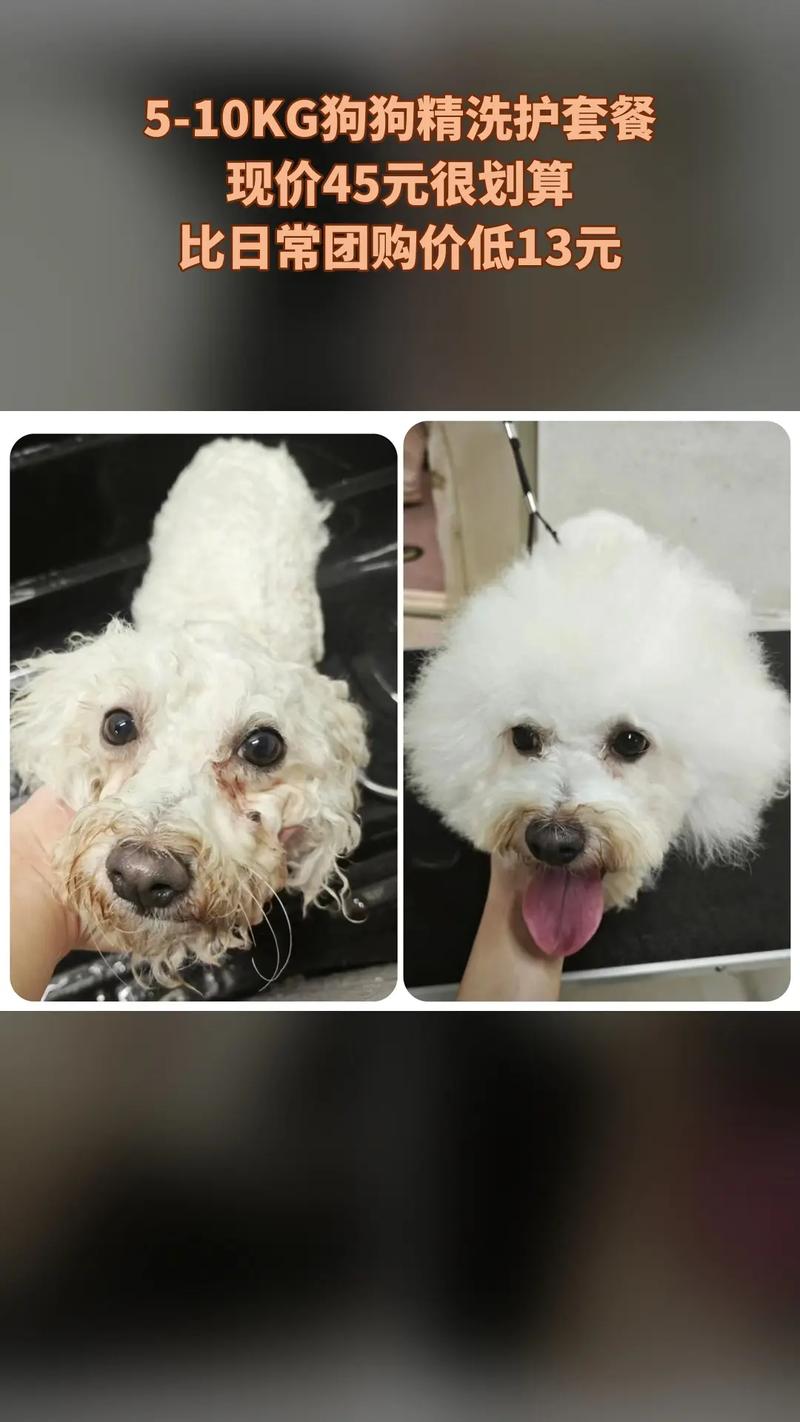 不咬人的几种狗,适合在小区饲养