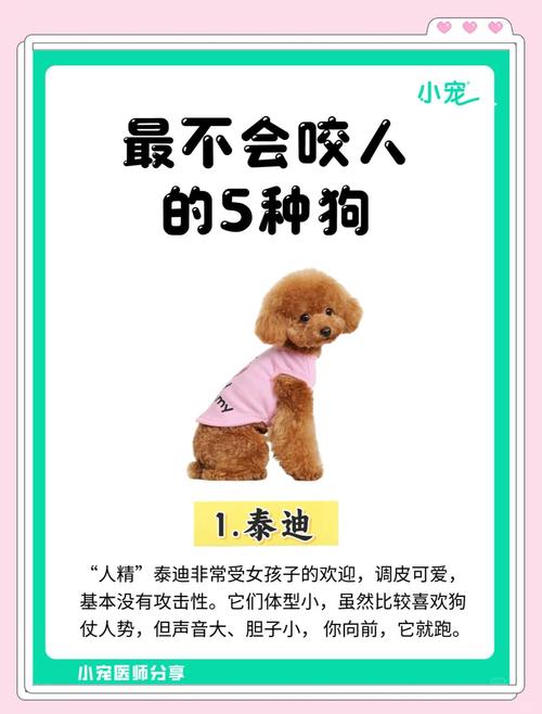 适合女生&新手养的狗|8种狗狗的优缺点