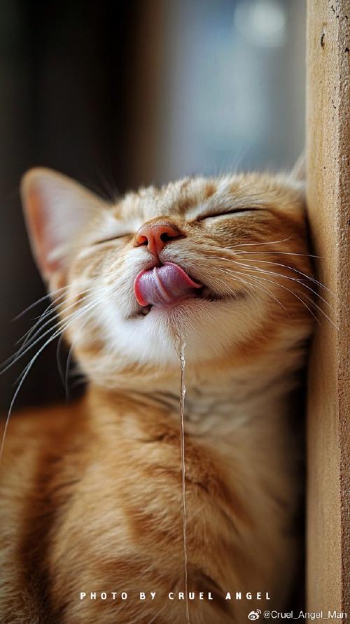 猫咪流口水很臭