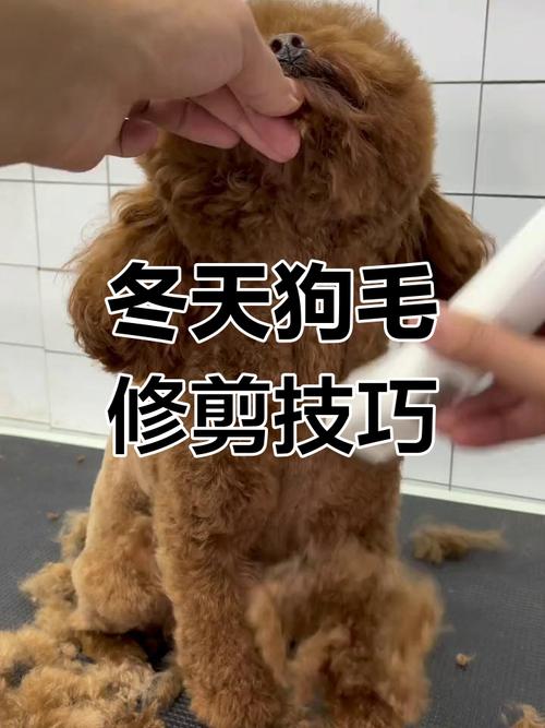 狗狗冬季可以剪毛吗