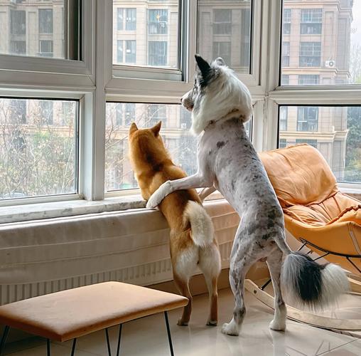 狗狗可以在冬天剪毛吗