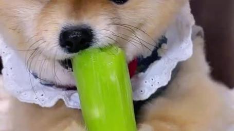 比熊犬吃什么食物