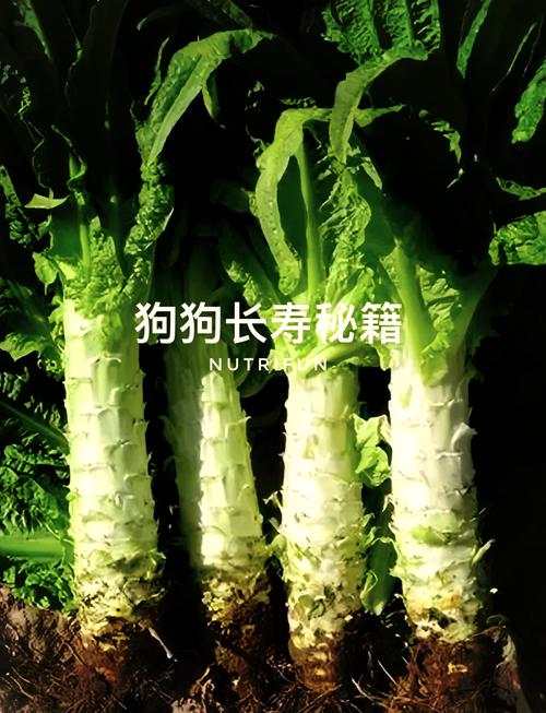 狗可以吃莴笋吗