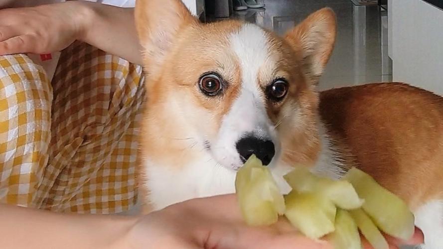 狗狗可以吃莴笋吗?