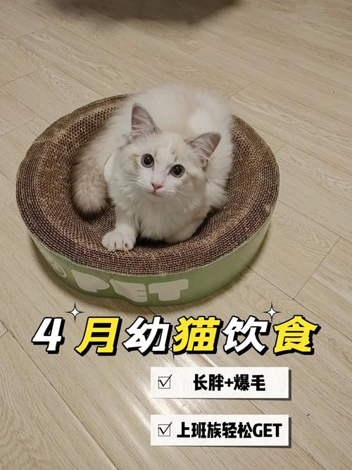4个月大的猫猫可以吃成猫猫粮吗?