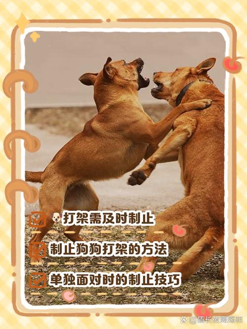 两只狗狗在一起打架,打得很凶,怎么办?急!!!