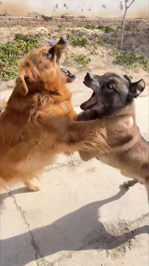 三只狗狗在一起总是打架,主人该怎么办呢?