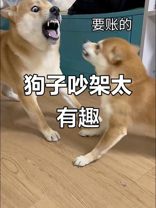 两只狗狗总是打架怎么办
