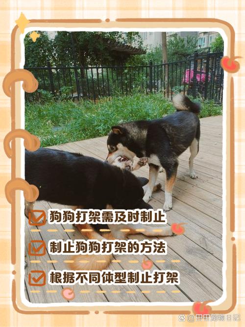 狗狗天天打架该怎么办?