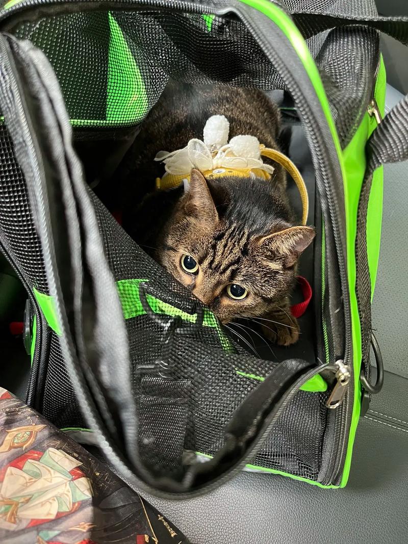 坐火车宠物猫怎么带