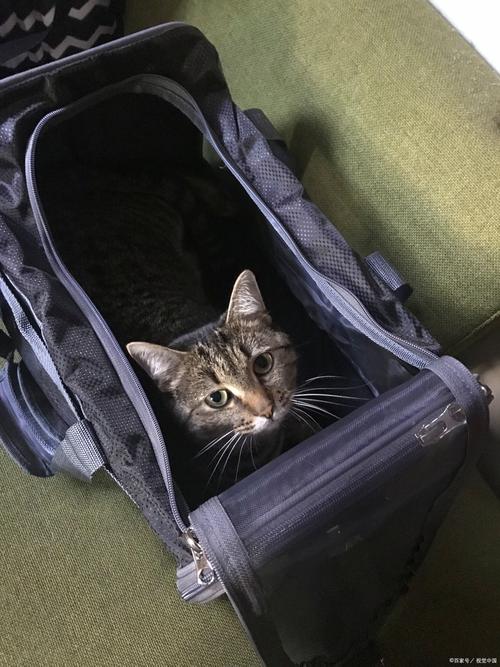 带猫上火车可以吗,猫咪怎么托运?