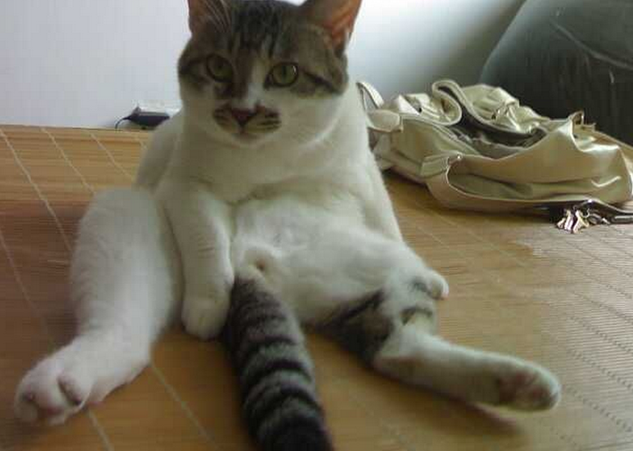 怎样安抚发情期的小猫咪?